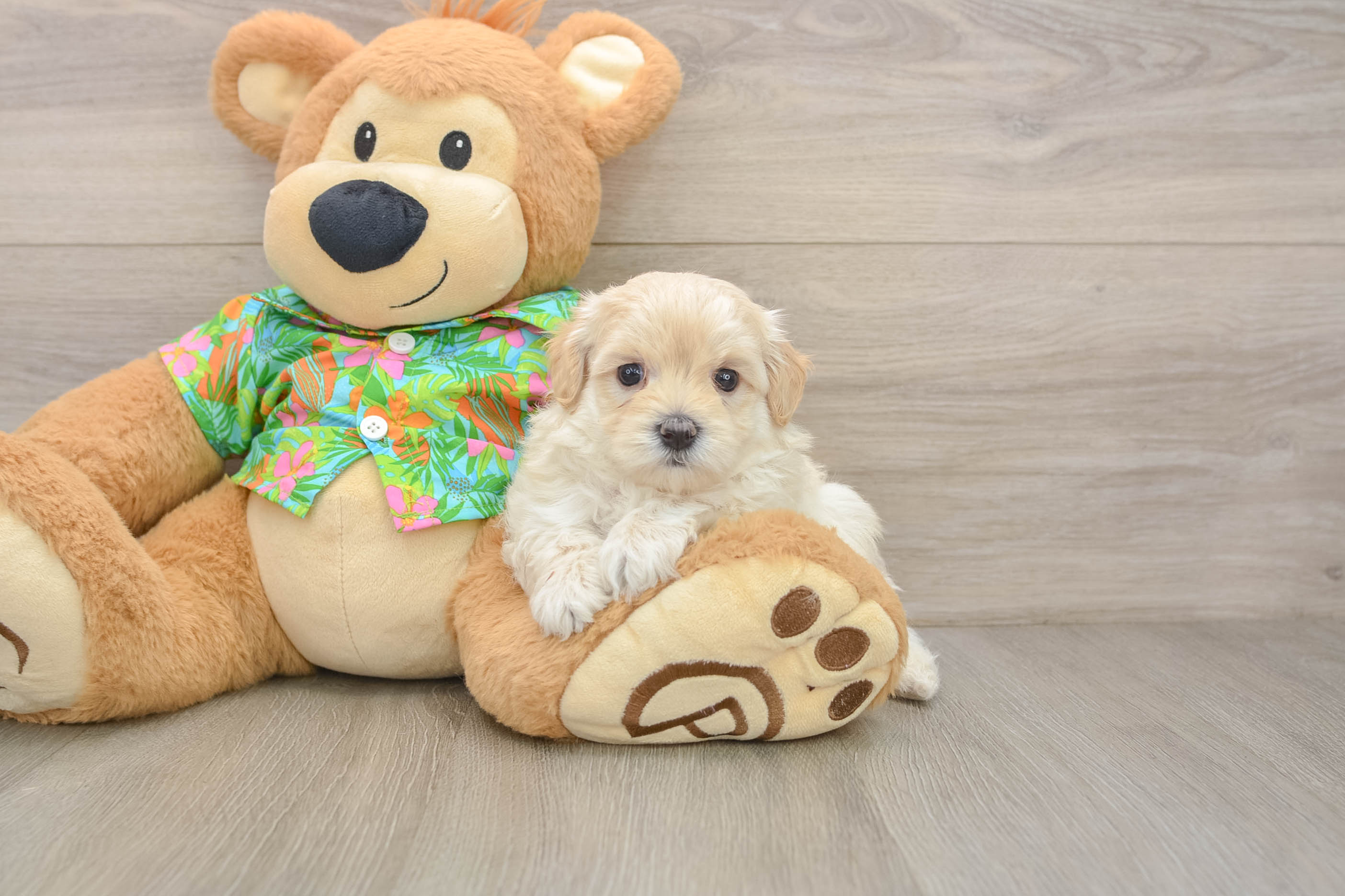 Cute Maltipoo Baby