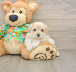 7 week old Maltipoo Puppy For Sale - Premier Pups