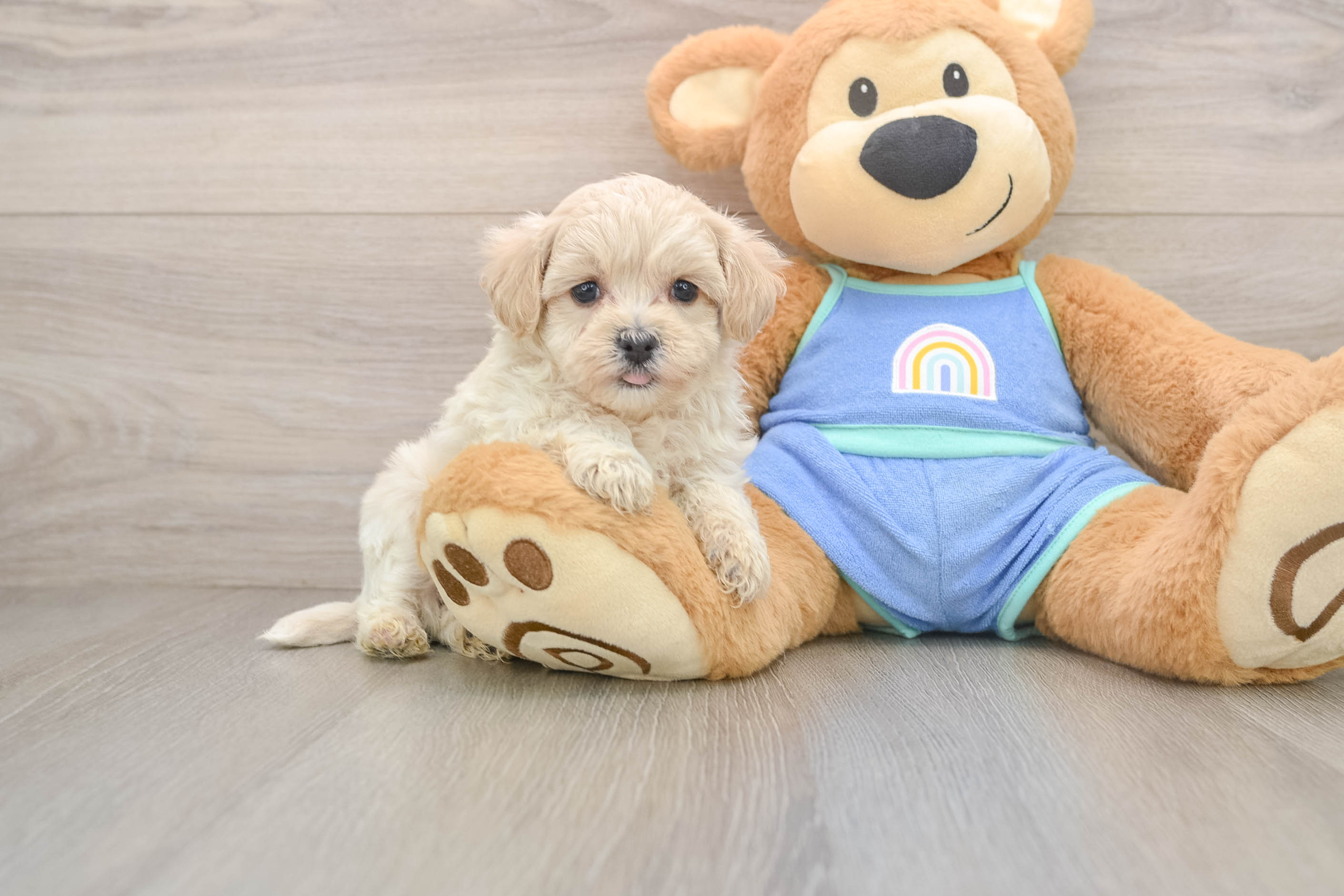 Maltipoo Puppy for Adoption