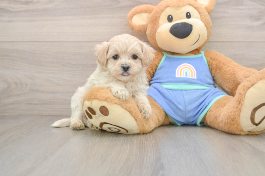 Maltipoo Puppy for Adoption