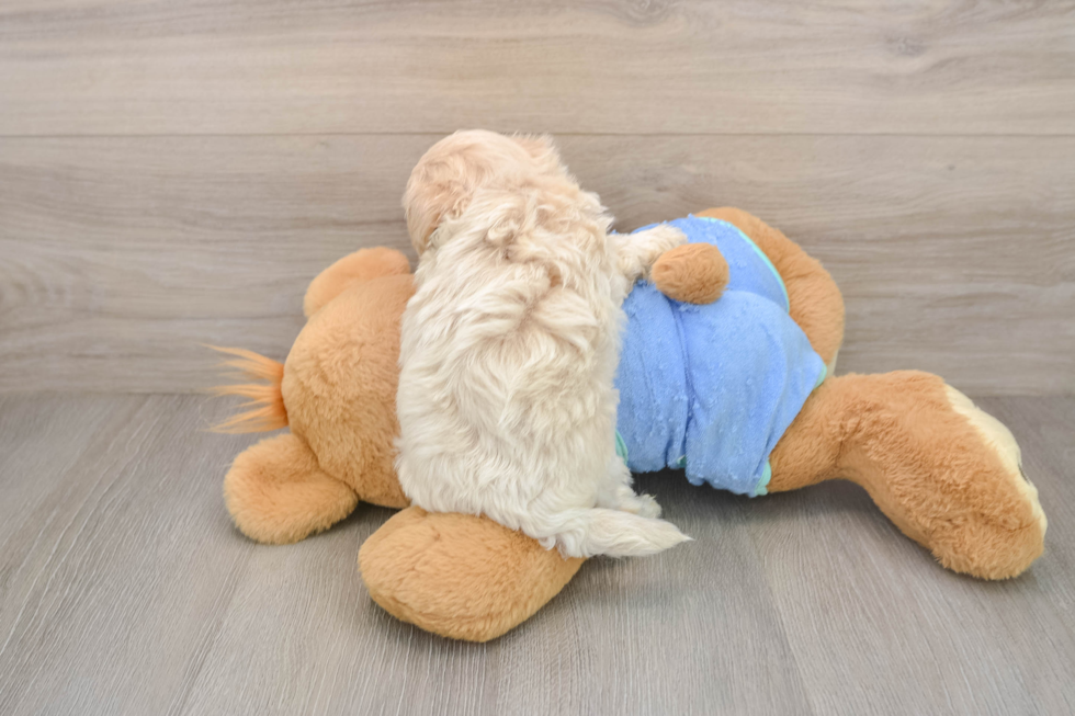 Maltipoo Puppy for Adoption