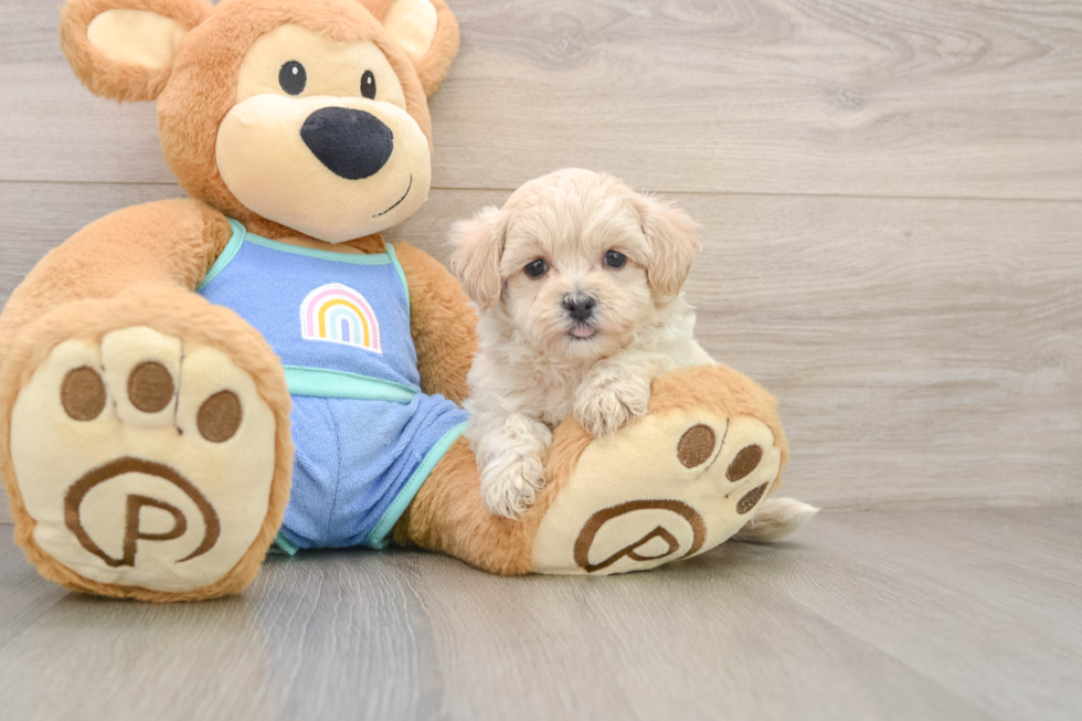 Small Maltipoo Baby