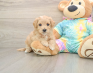 7 week old Maltipoo Puppy For Sale - Premier Pups