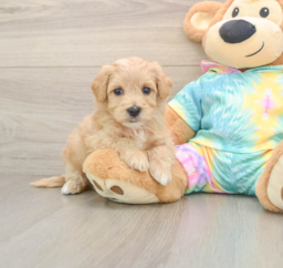 6 week old Maltipoo Puppy For Sale - Premier Pups