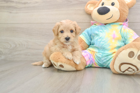 Best Maltipoo Baby