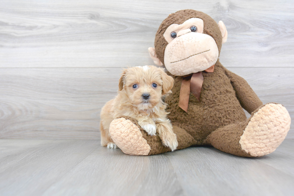 Energetic Maltepoo Poodle Mix Puppy