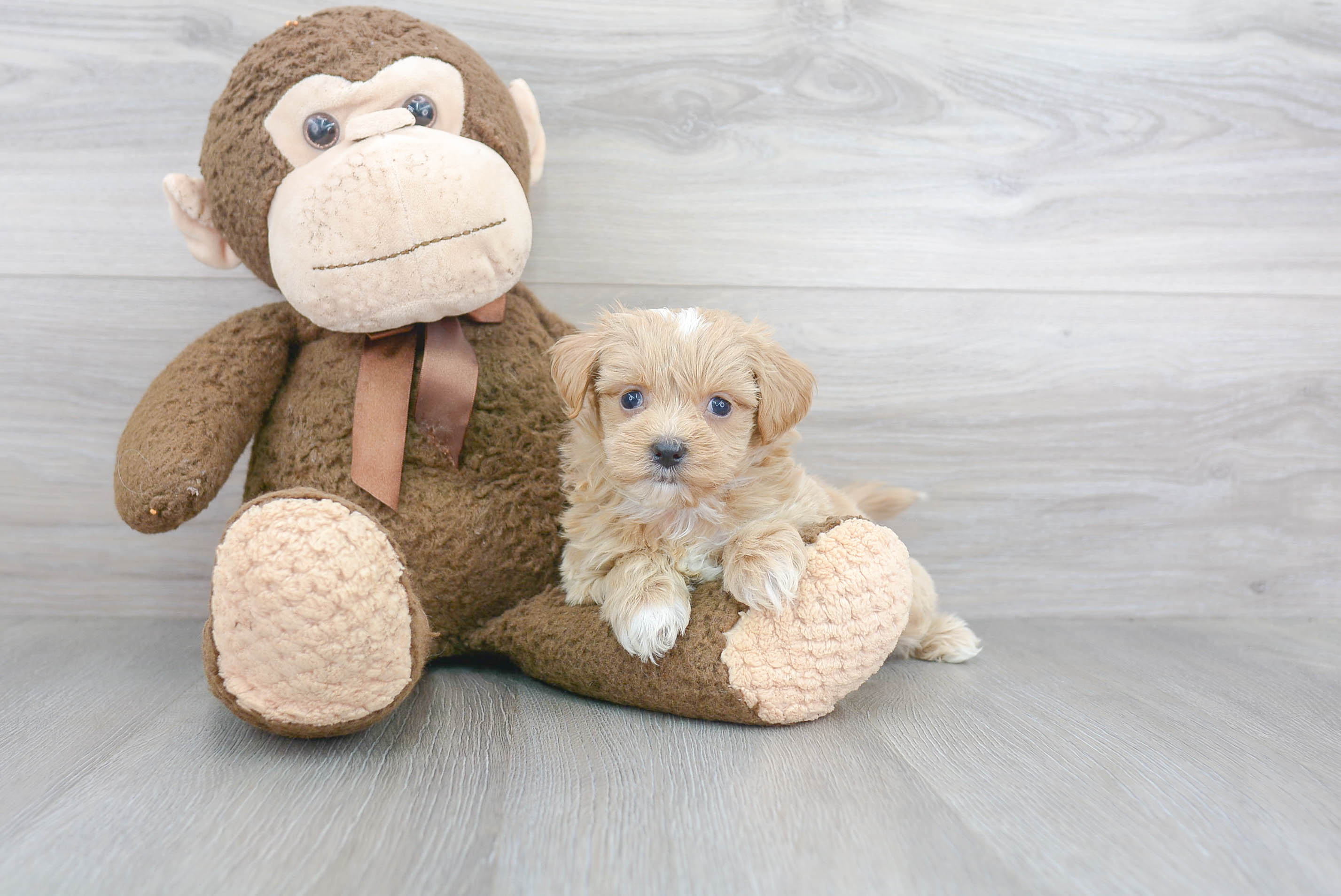 Maltipoo Puppy for Adoption