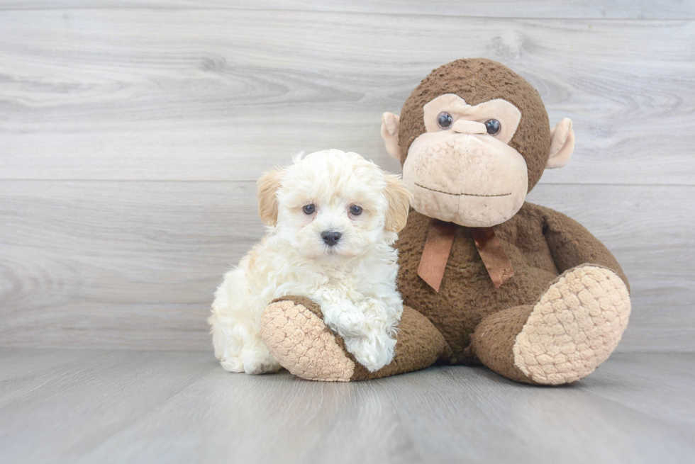 Adorable Maltese Poodle Poodle Mix Puppy