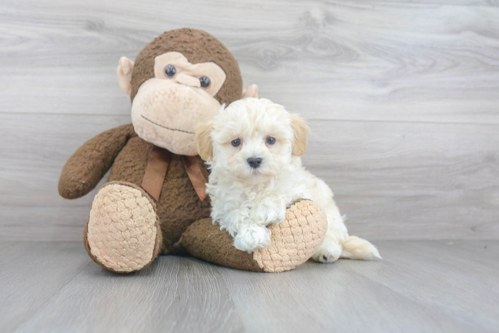 Little Maltepoo Poodle Mix Puppy