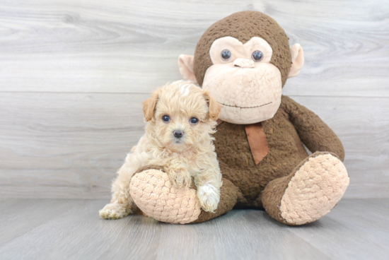 Best Maltipoo Baby