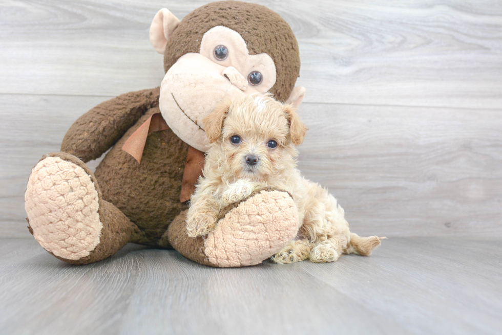 Maltipoo Pup Being Cute