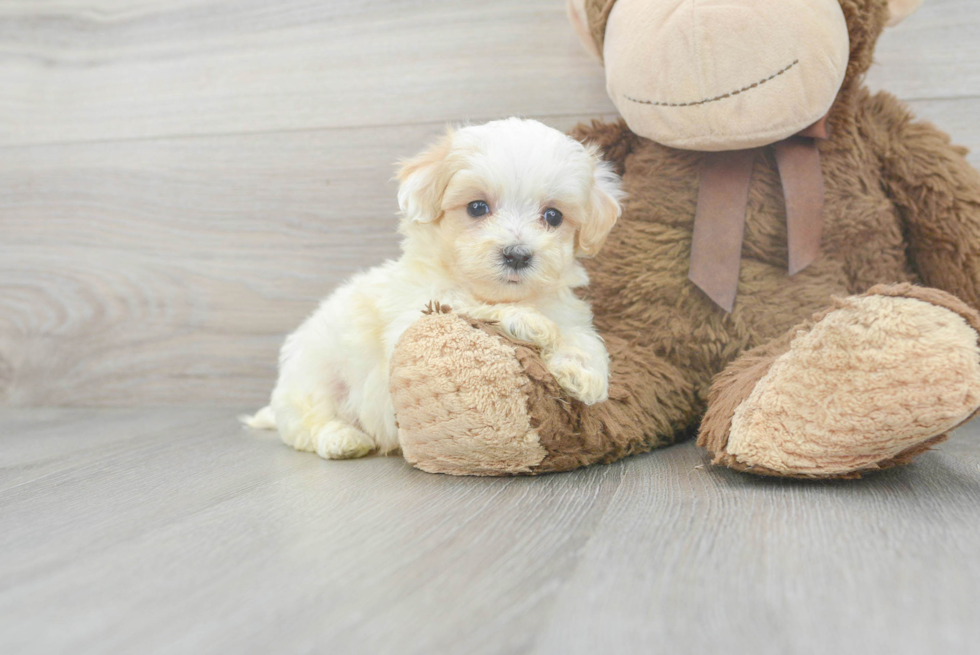 Maltipoo Pup Being Cute