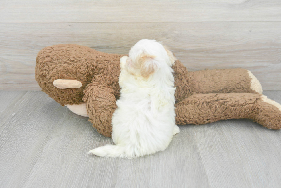 Maltipoo Pup Being Cute