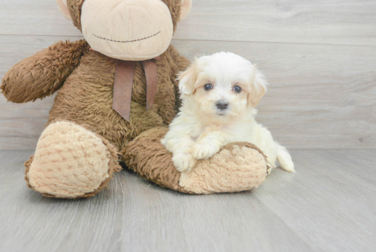 Sweet Maltipoo Baby