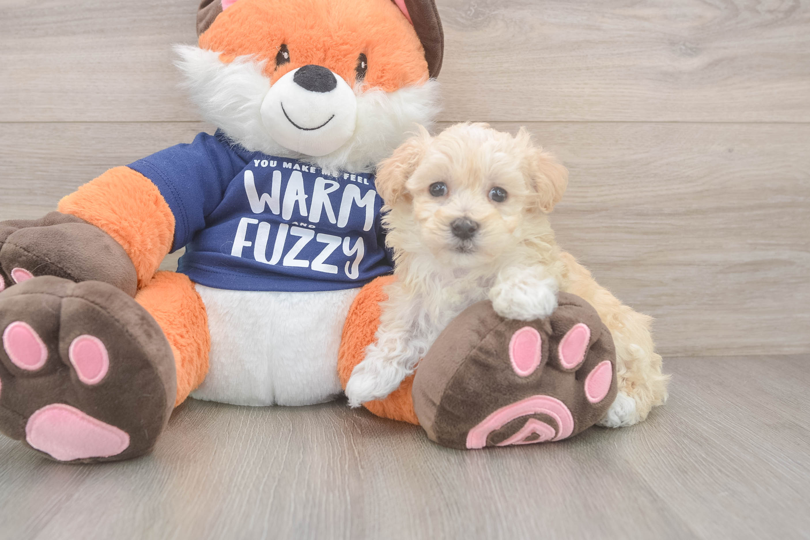 Sweet Maltipoo Baby