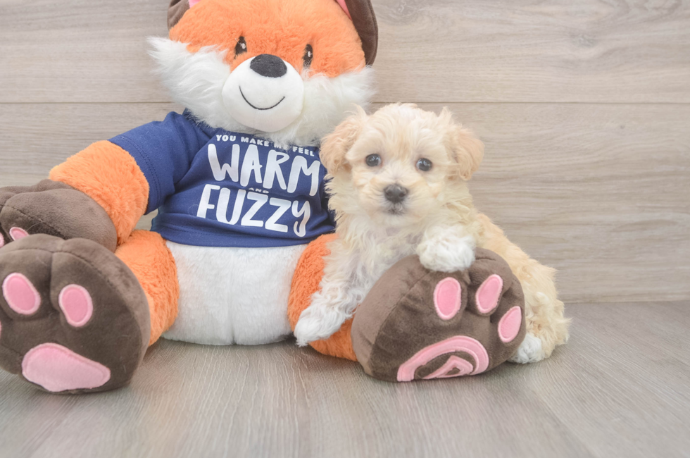 6 week old Maltipoo Puppy For Sale - Premier Pups