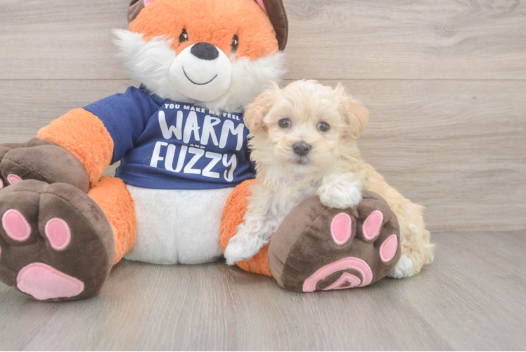 Meet Rex - our Maltipoo Puppy Photo  1/3 - Premier Pups Sweet Maltipoo Baby