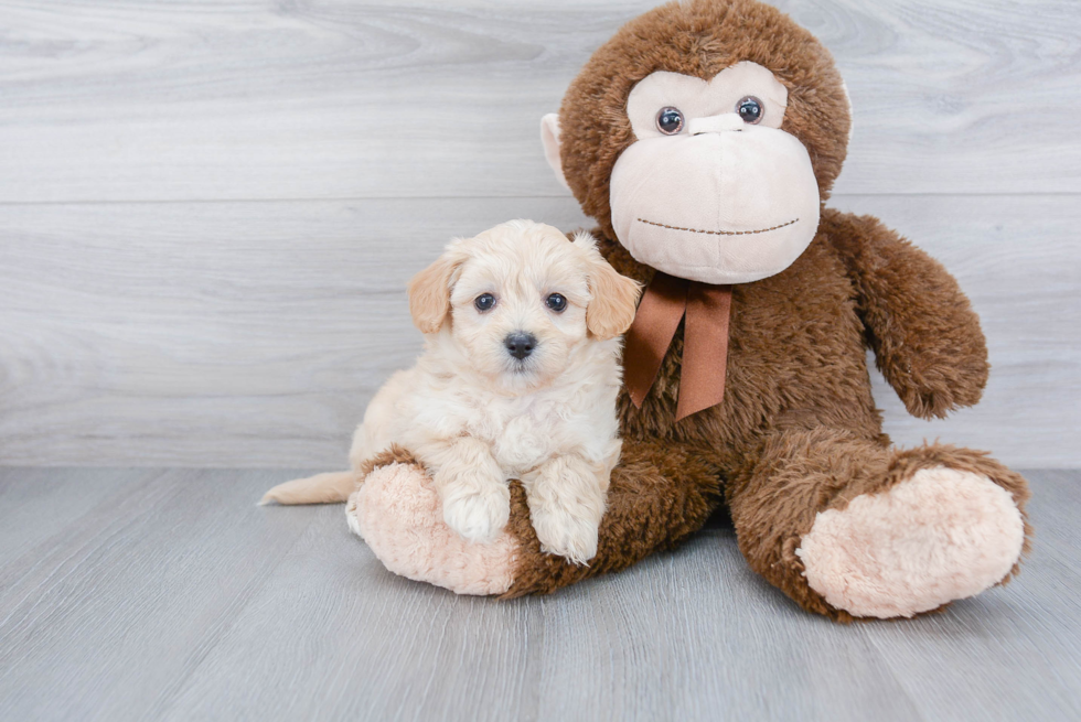 Hypoallergenic Maltepoo Poodle Mix Puppy