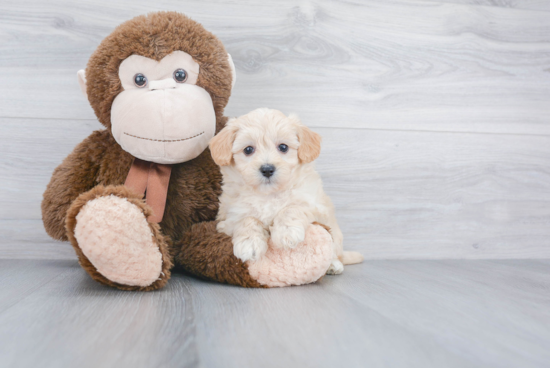 Friendly Maltipoo Baby