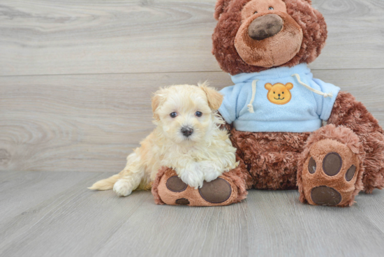 Maltipoo Pup Being Cute