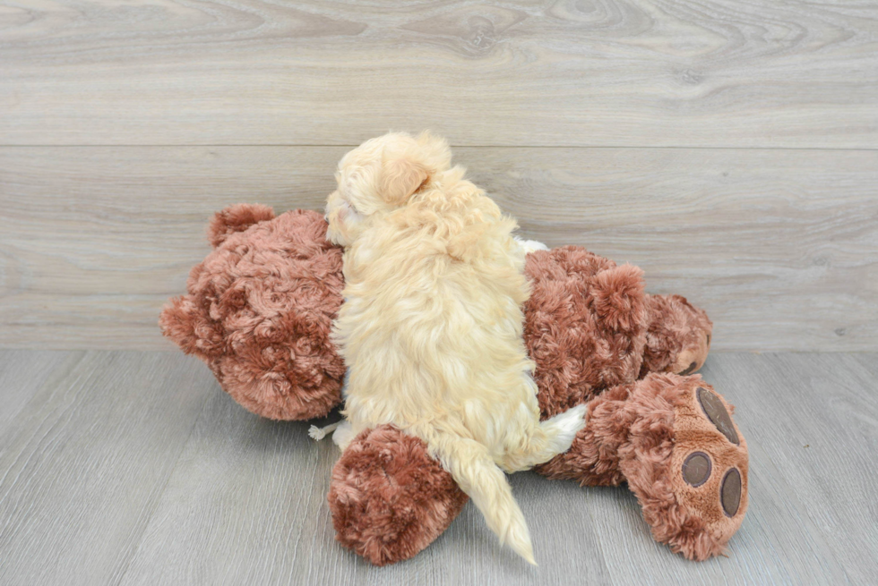 Little Maltepoo Poodle Mix Puppy