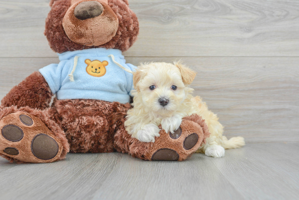 Popular Maltipoo Poodle Mix Pup