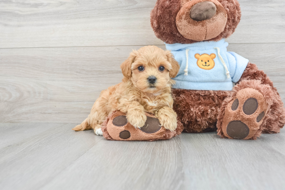 Cute Maltipoo Baby