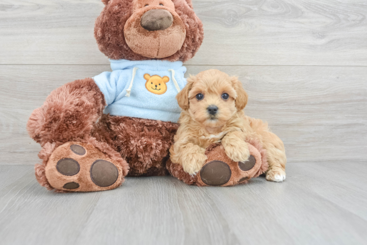 Maltipoo Pup Being Cute