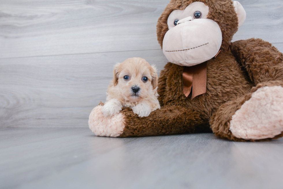 Maltipoo Puppy for Adoption