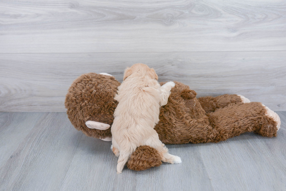 Smart Maltipoo Poodle Mix Pup