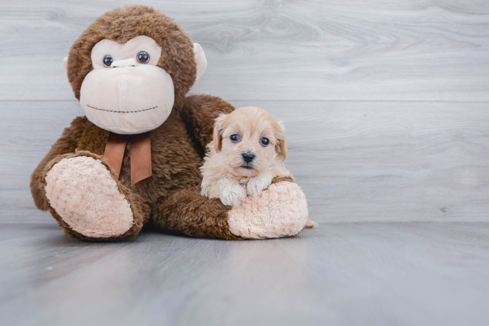 Adorable Maltepoo Poodle Mix Puppy