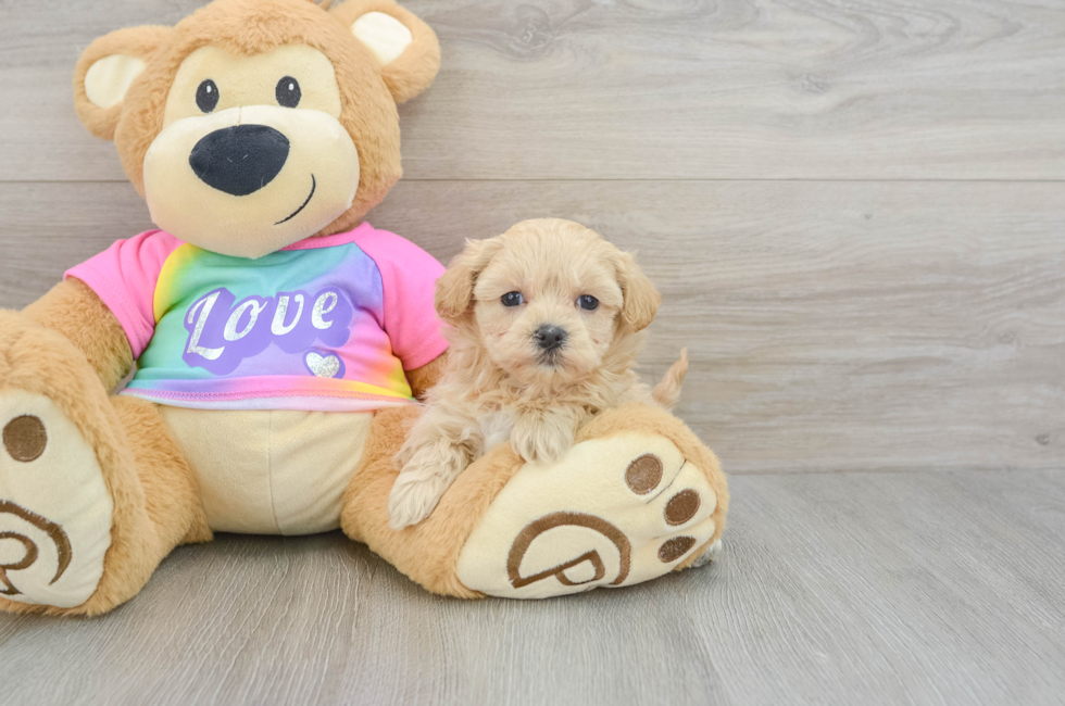 6 week old Maltipoo Puppy For Sale - Premier Pups