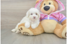 Maltipoo Pup Being Cute