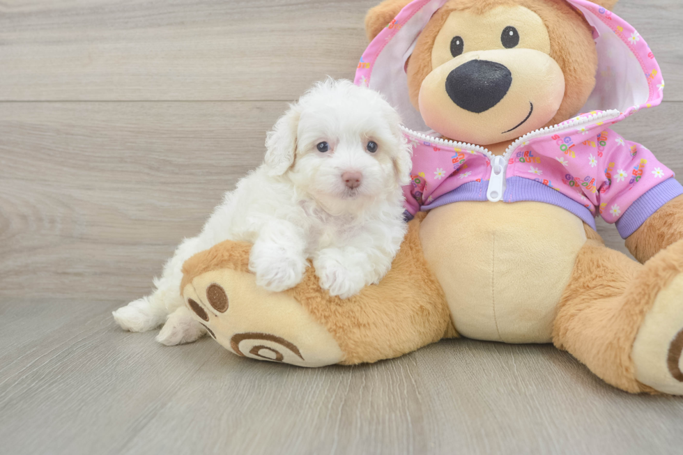 Maltipoo Pup Being Cute