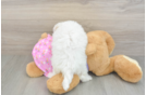 Maltipoo Pup Being Cute