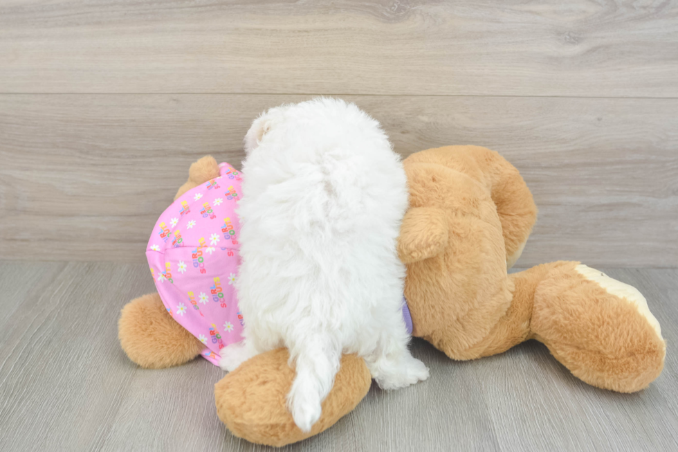 Maltipoo Pup Being Cute