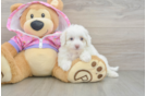 Playful Multipoo Poodle Mix Puppy