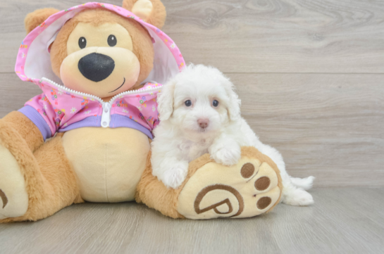 Playful Multipoo Poodle Mix Puppy