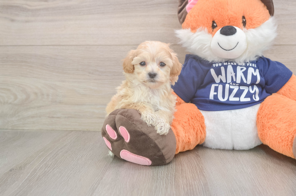 6 week old Maltipoo Puppy For Sale - Premier Pups
