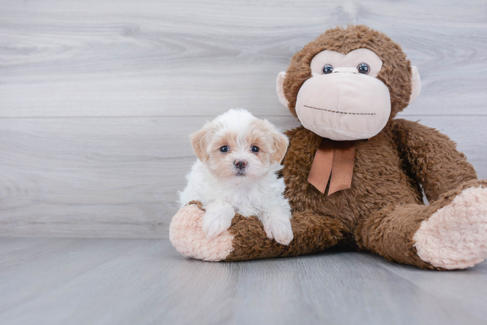 Fluffy Maltipoo Poodle Mix Pup