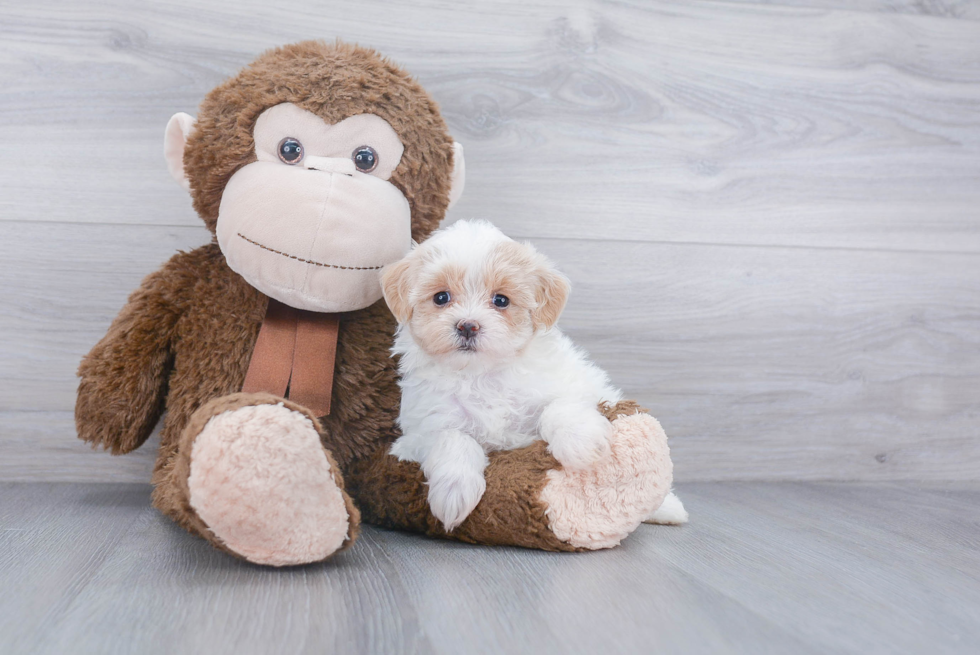 Small Maltipoo Baby