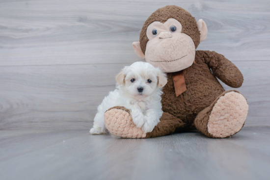 Playful Maltese Poodle Poodle Mix Puppy