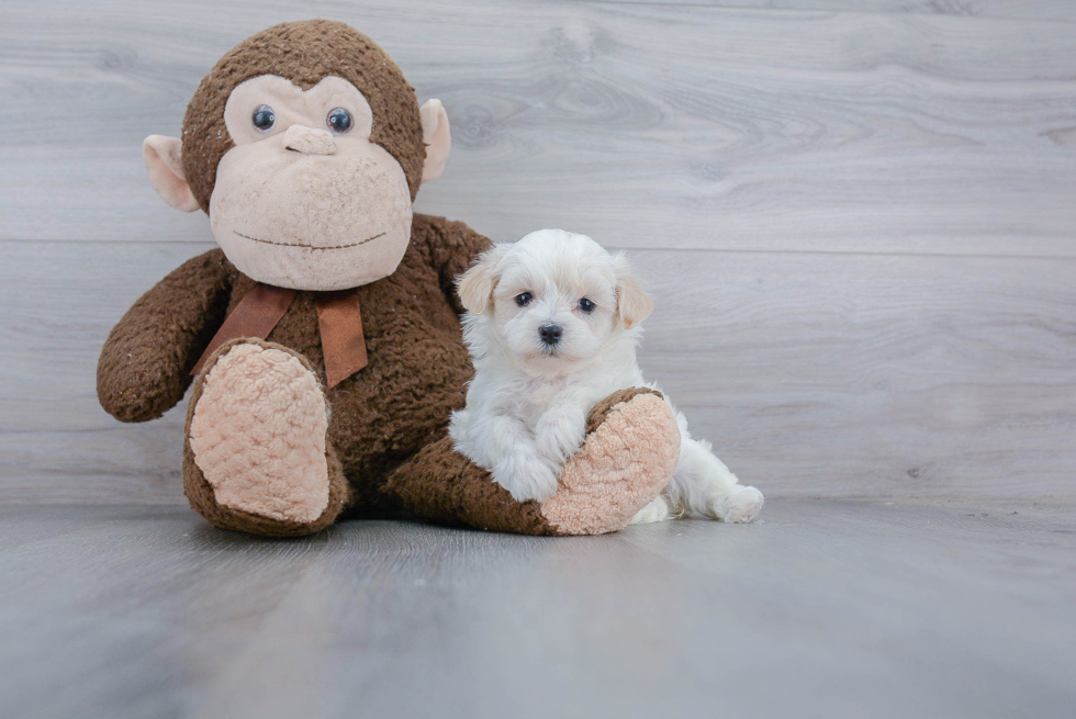 Playful Maltese Poodle Poodle Mix Puppy