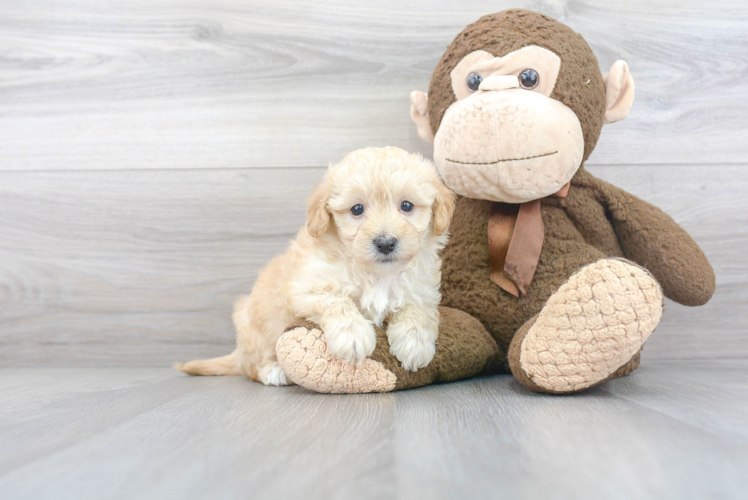 Smart Maltipoo Poodle Mix Pup