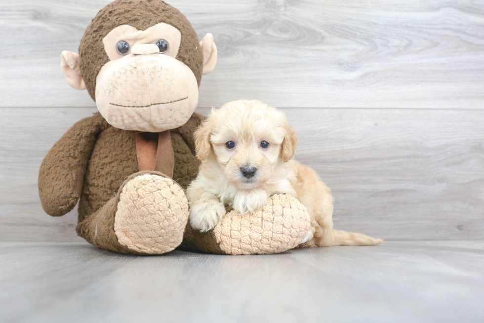 Little Maltepoo Poodle Mix Puppy