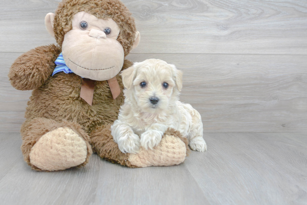 Fluffy Maltipoo Poodle Mix Pup