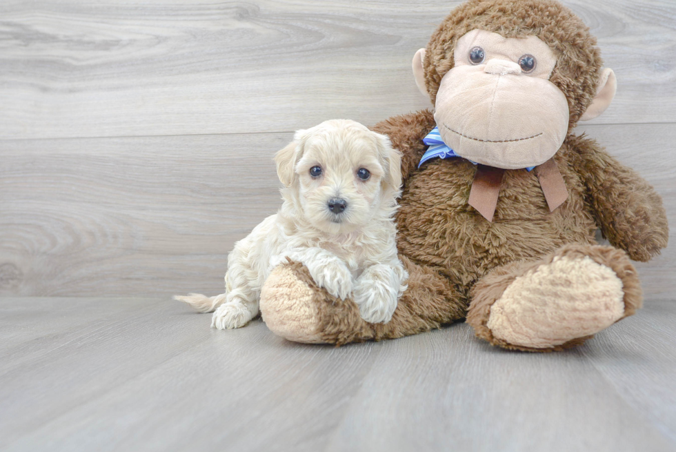 Playful Maltese Poodle Poodle Mix Puppy