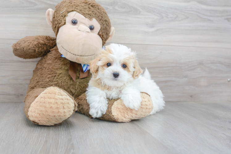 Energetic Maltepoo Poodle Mix Puppy