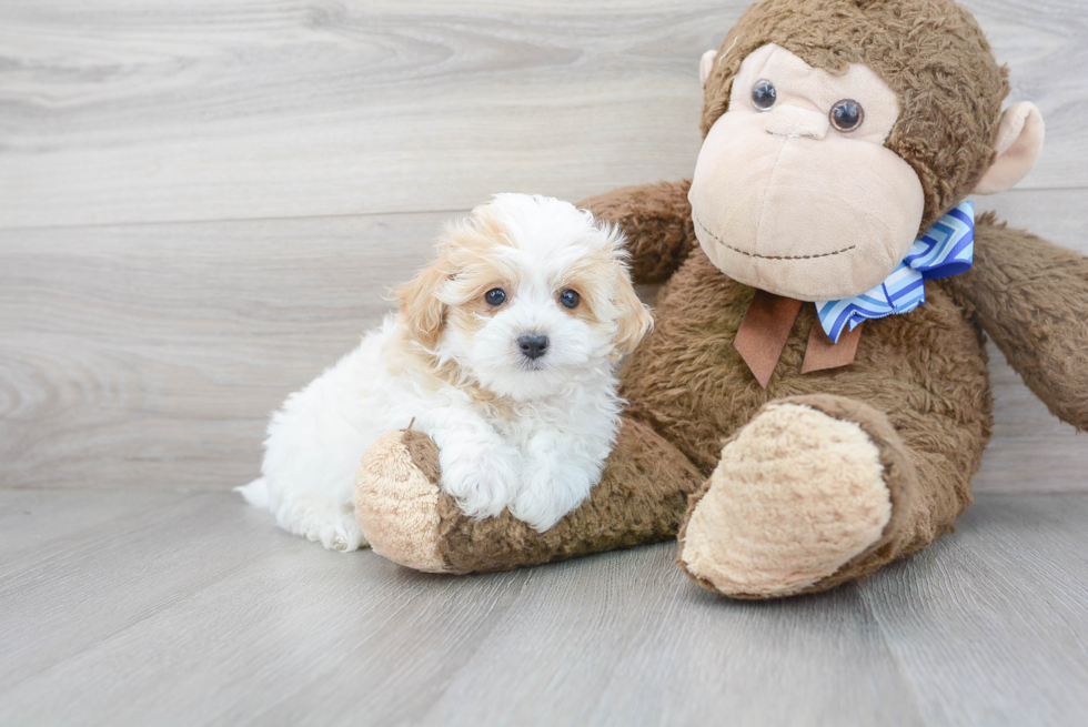 Maltipoo Puppy for Adoption