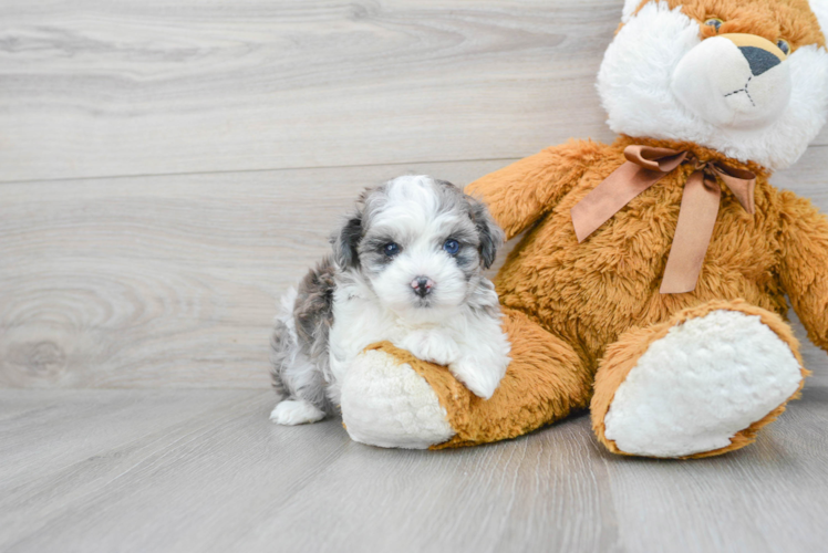 Maltipoo Pup Being Cute